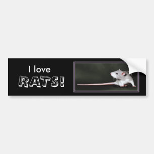 I love RATS! - rat bumper sticker