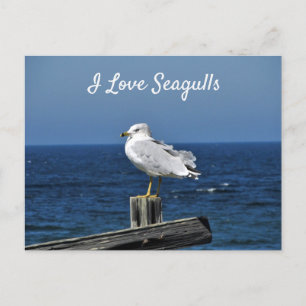 I Love Seagulls Postcard