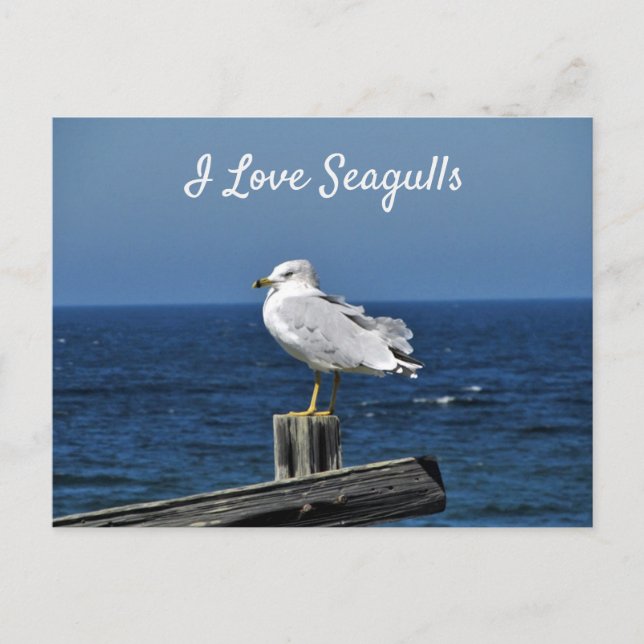 I Love Seagulls Postcard (Front)