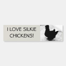 I love silkie chickens
