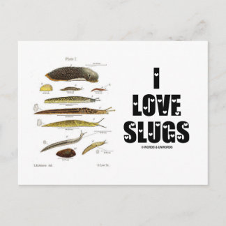 I Love Slugs (Naturalist / Nature) Postcard