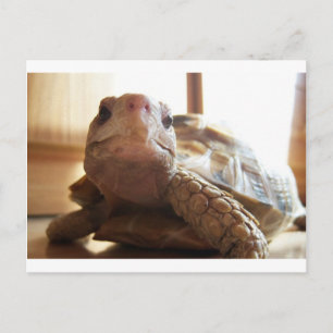 I Love Sunbathing Postcard