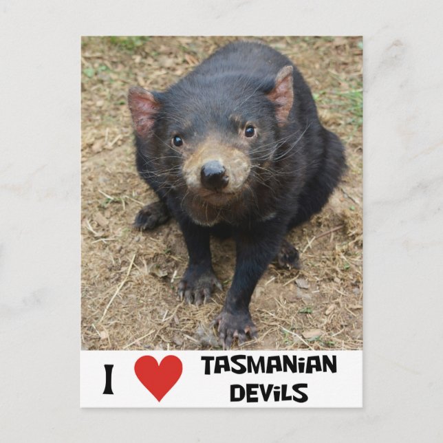 I love Tasmanian devils Postcard (Front)
