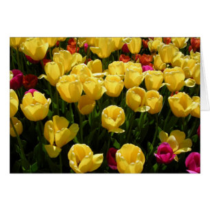 I Love Tulips!