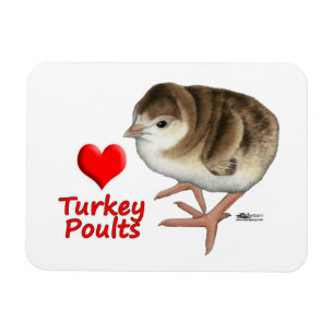 I Love Turkey Poults! Magnet