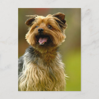 I love Yorkies! Postcard