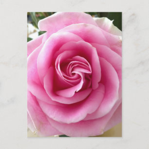 I Love You Blooming Pink Rose Postcard