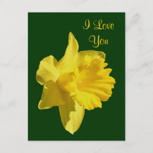 I Love You Daffodil Flower Photo Postcard