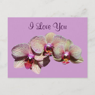 I Love You Orchid Trio Flower Photo Postcard