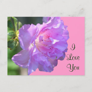 I Love You Pink Azalea Flower Photo Postcard