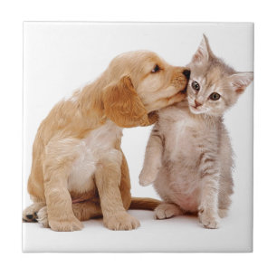 I Love You! Puppy Kisses Surprised Kitten! Tile
