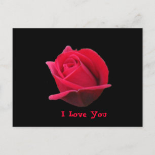 I Love You Rose Postcard