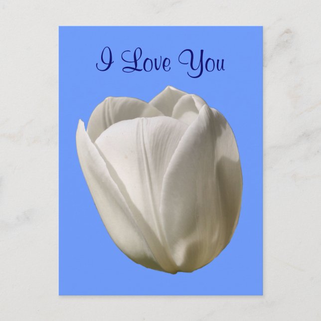 I Love You White Tulip Flower Photo Postcard (Front)