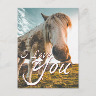 I love you with looking Horse Holiday Postcard