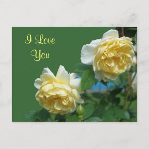 I Love You Yellow Roses Flower Photo Postcard
