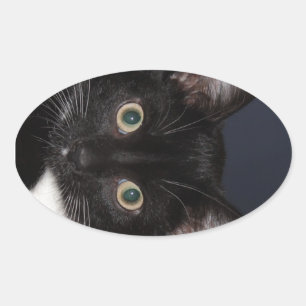 I LUV KATZ OVAL STICKER