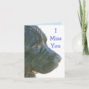 "I Miss You" Beautiful,Sad-looking Newfie Dog Card