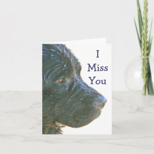 "I Miss You" Beautiful,Sad-looking Newfie Dog (pho Card