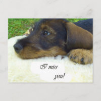 I miss you - Cute Dachshund