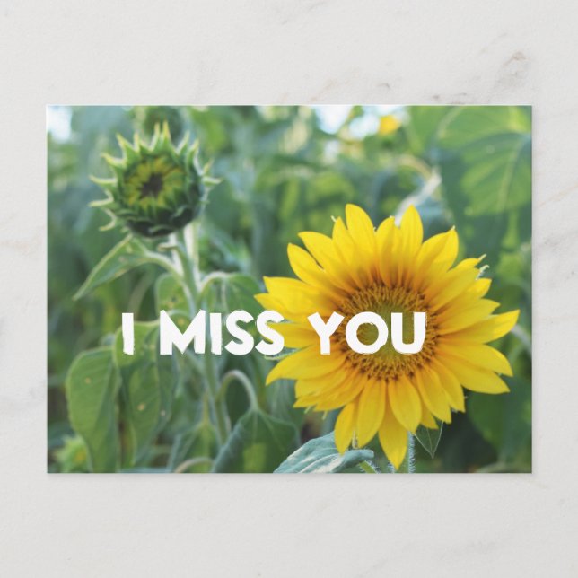 I Miss You Photo Yellow Sunflower Bud Custom Text Postcard (Front)