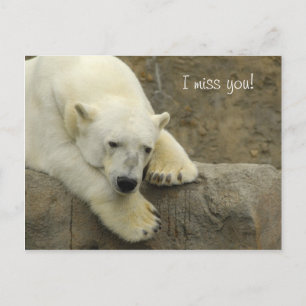 I miss you - Polar Bear Postcard