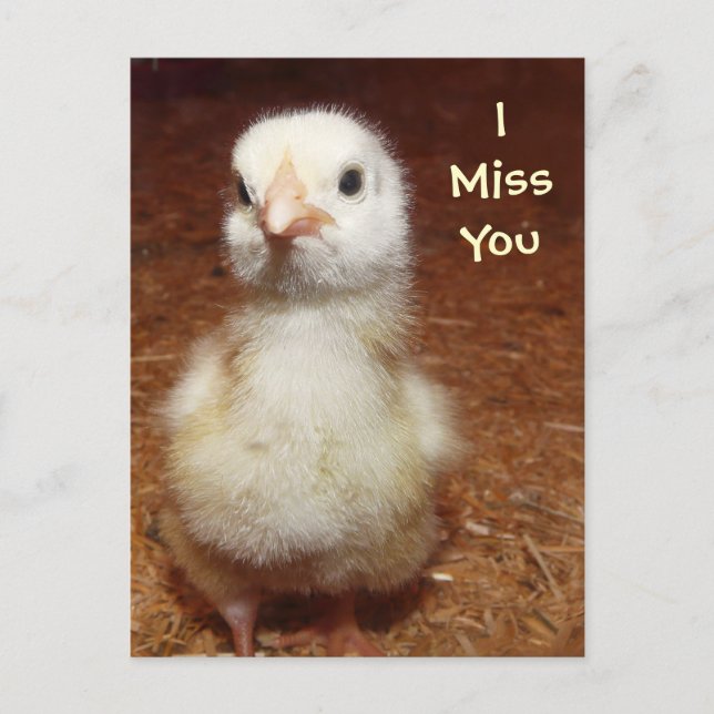 I miss you! Sad Baby Chick Postcard (Front)