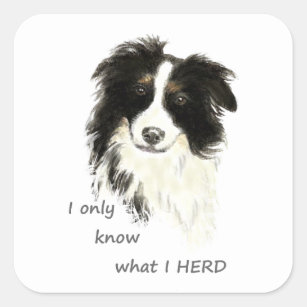 I only know what I herd Border Collie Dog Quote Square Sticker