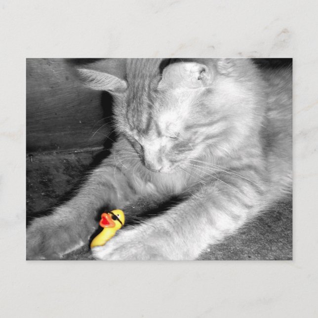 'I Said Don't Feed the Cat' Rubber Duck Postcard (Front)