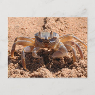 I see you - crab at the beach close up postcard