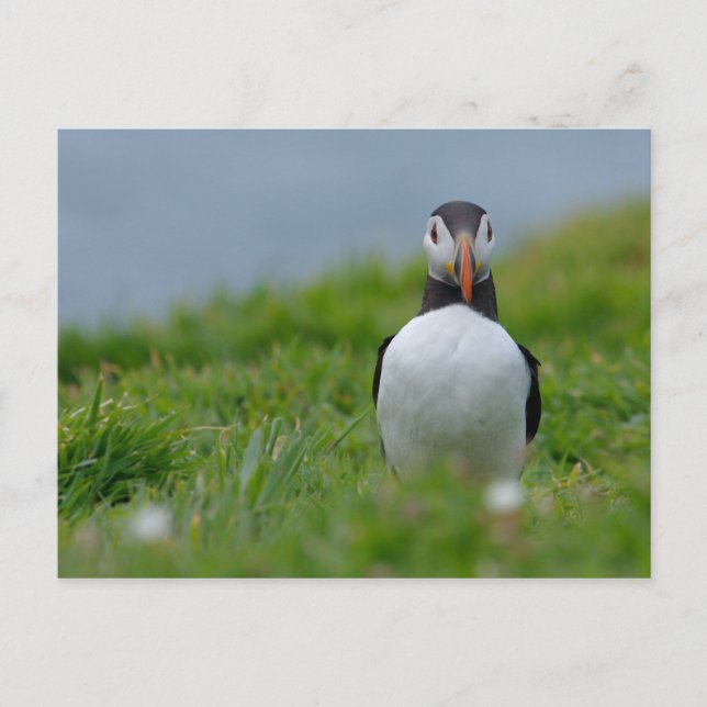 I See You Puffin Postcard (Front)