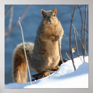 I seem to have lost my nuts ! poster