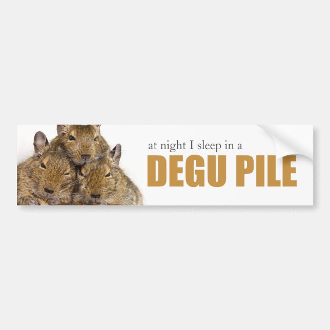 I Sleep in a Degu Pile Bumper Sticker (Front)