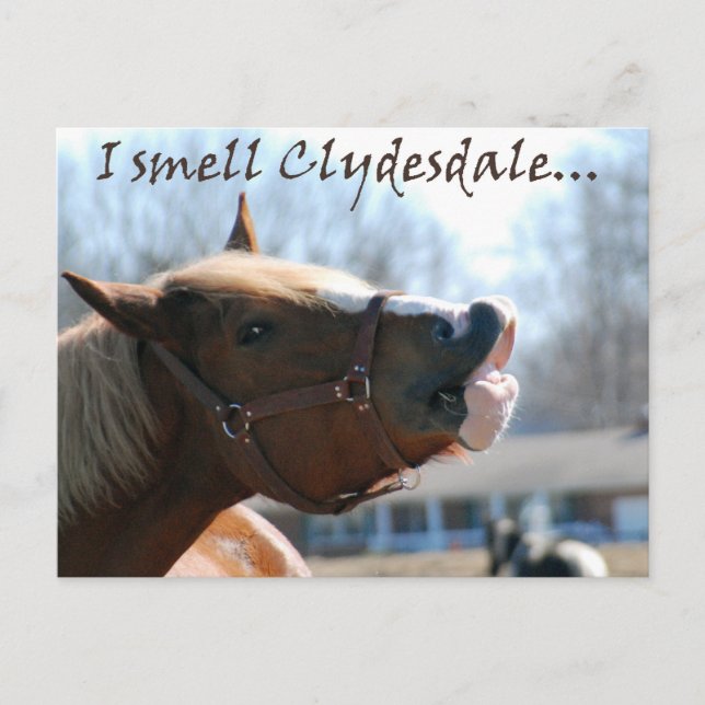 I smell clydesdales postcard (Front)