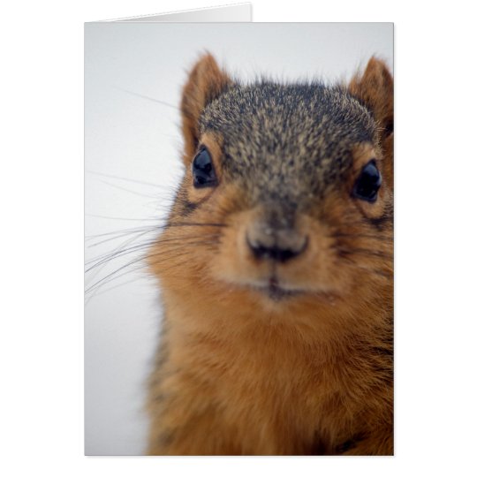 I, Squirrel Card
