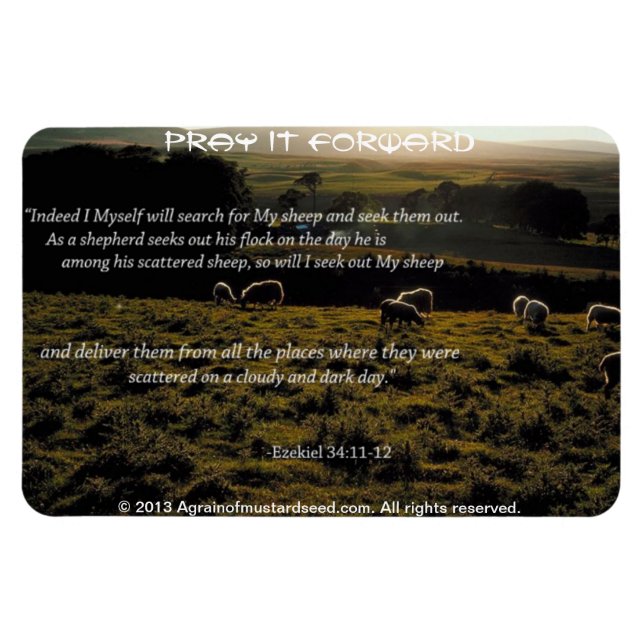 I will search for My sheep Bible Quote Magnet (Horizontal)