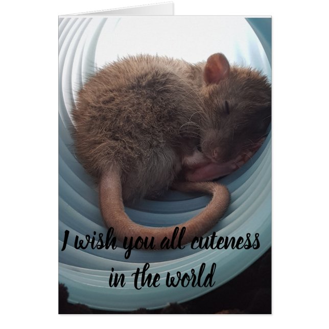 I wish you all cuteness in the world (Front)