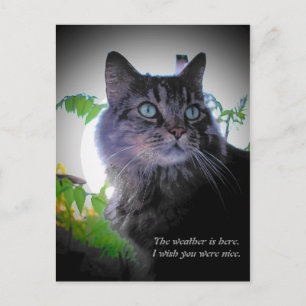 I wish you were nice postcard