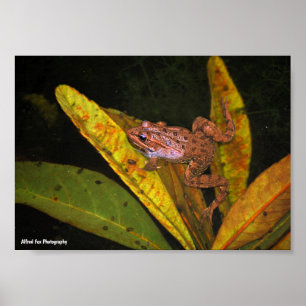 Iberian Water Frog Portrait Poster