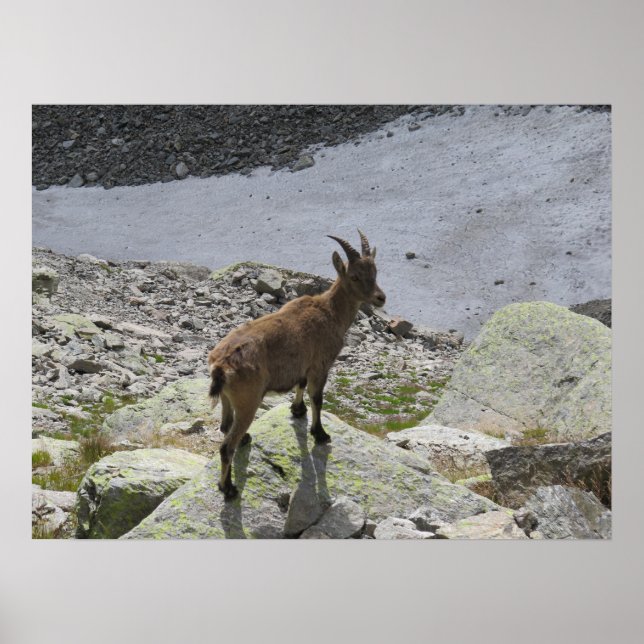Ibex Chamonix French Alps Poster (Front)