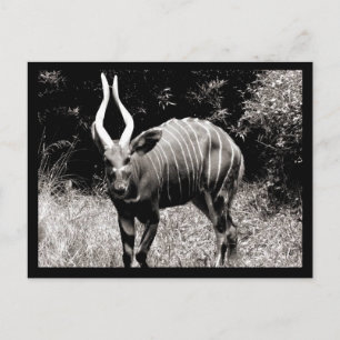 Ibex Postcard