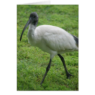 Ibis