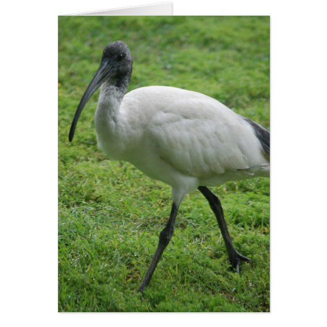 Ibis (Front)