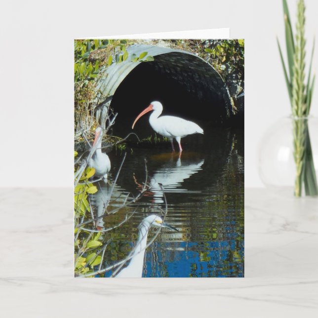 Ibis and Snowy Egret Greeting Card (Front)