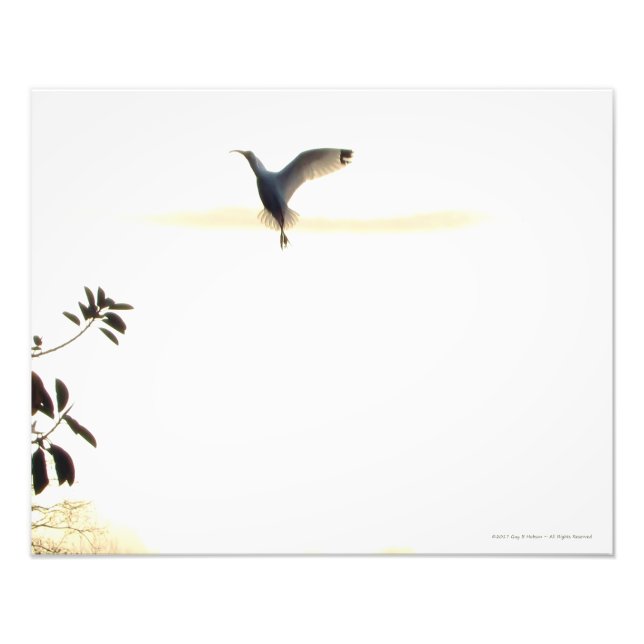 Ibis Ballet in Flight Photo Print (Front)