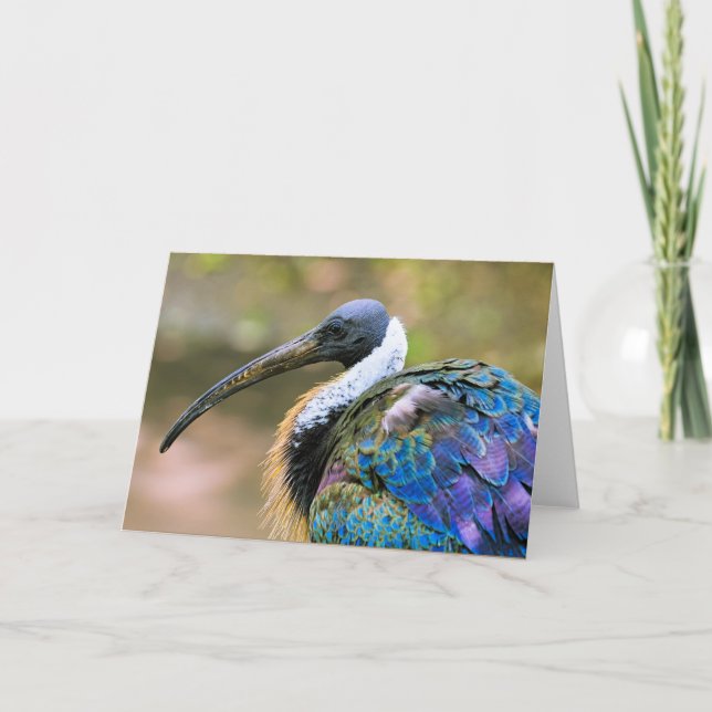 Ibis bird card (Front)