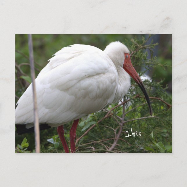 Ibis Bird Photo Postcard (Front)