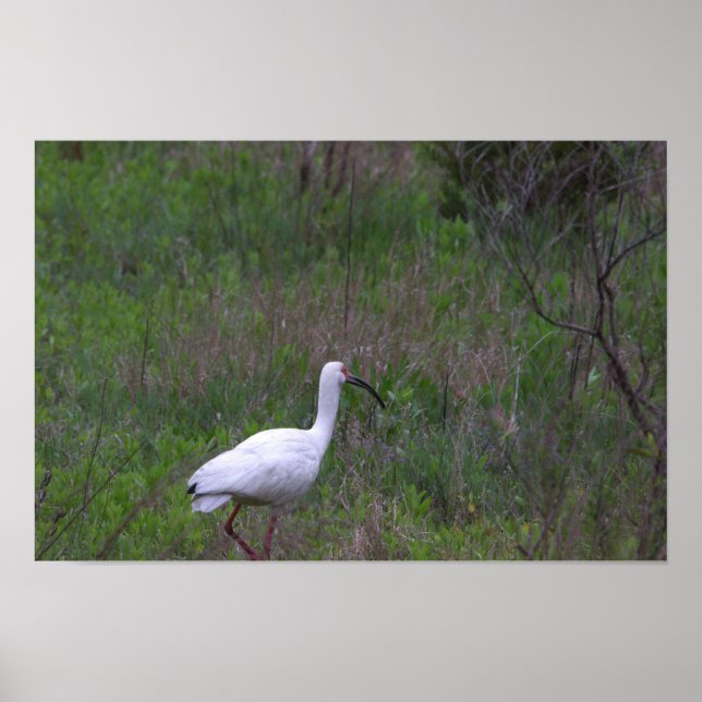 Ibis Bird Photo Poster (Front)