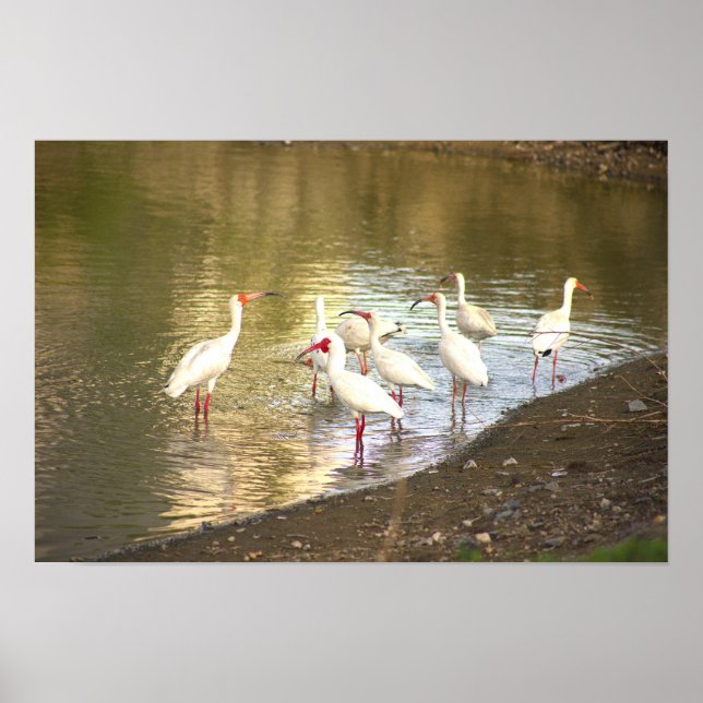 Ibis Birds in Water Poster (Front)