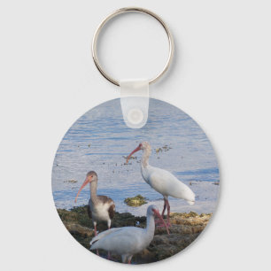 Ibis birds on the shore of Florida Bay Key Ring