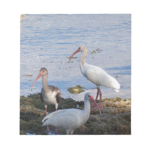 Ibis birds on the shore of Florida Bay Notepad